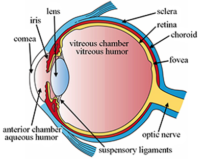 Diagram of the Eye