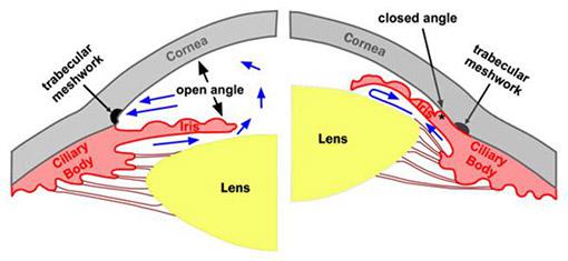 Diagram of the Cornea